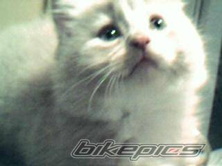 Photo 213386