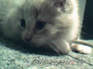 Photo 213387