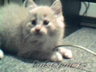 Photo 213388