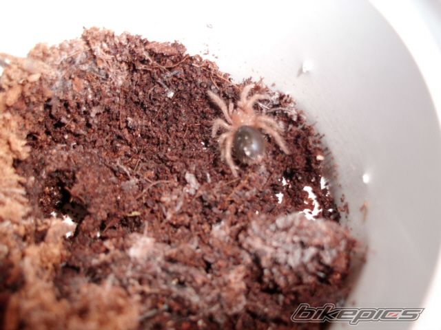 Photo 2168964