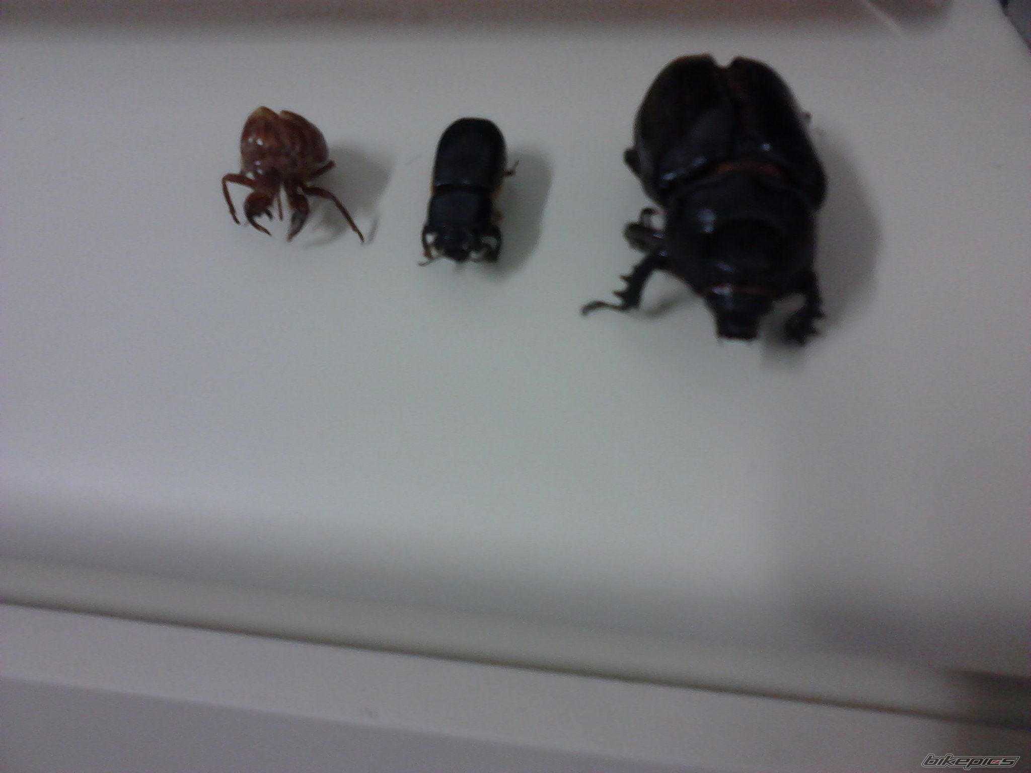 Photo 2208519
