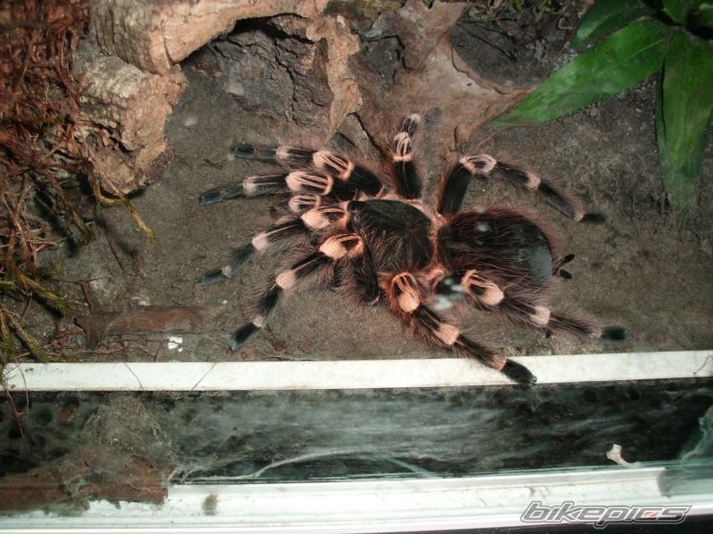 Photo 2223757