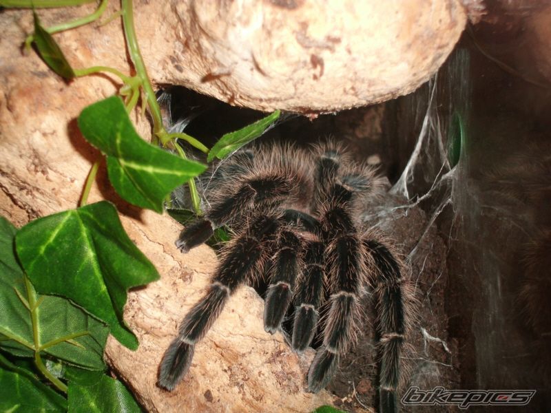 Photo 2228202