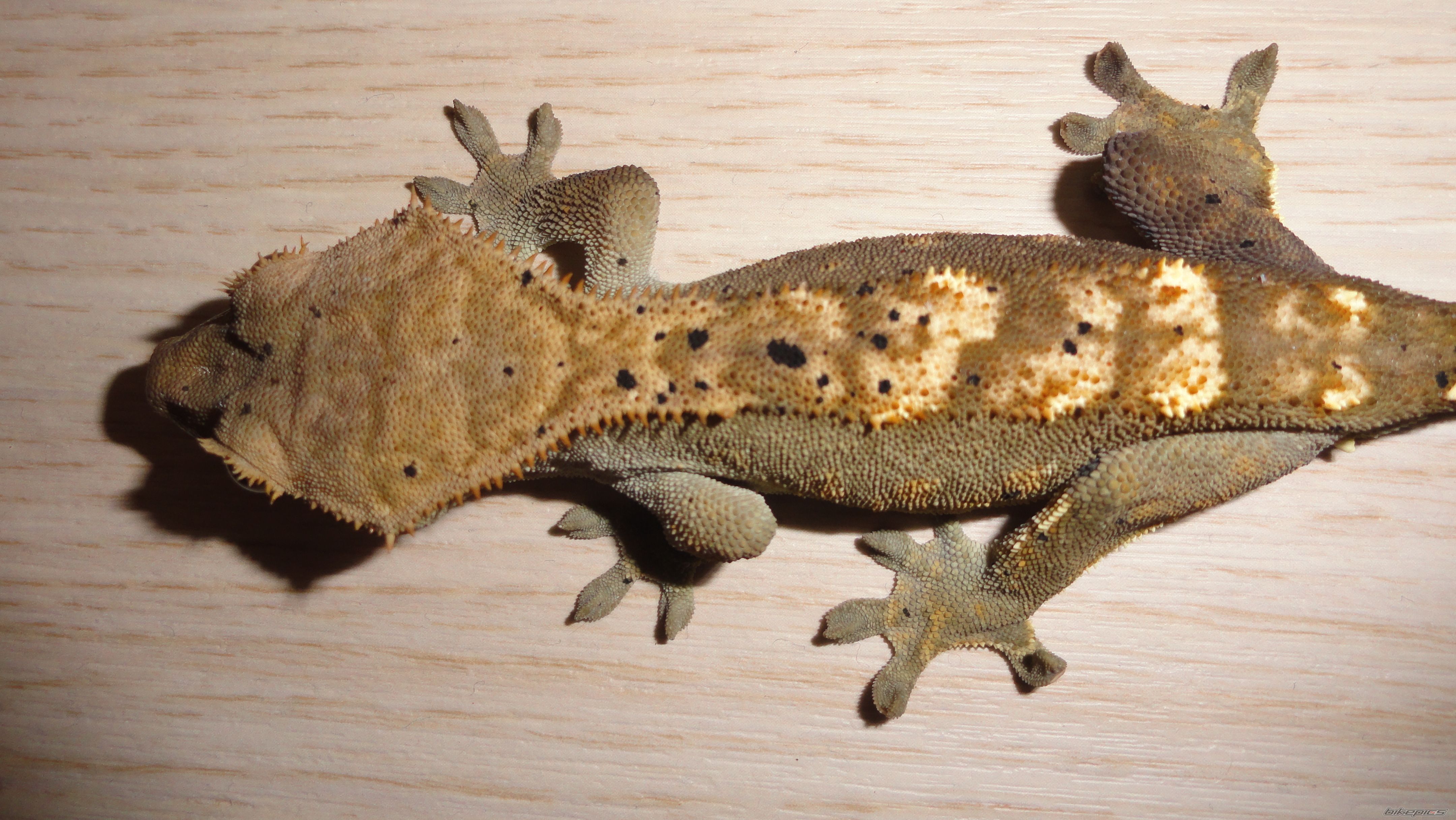Photo 2249371