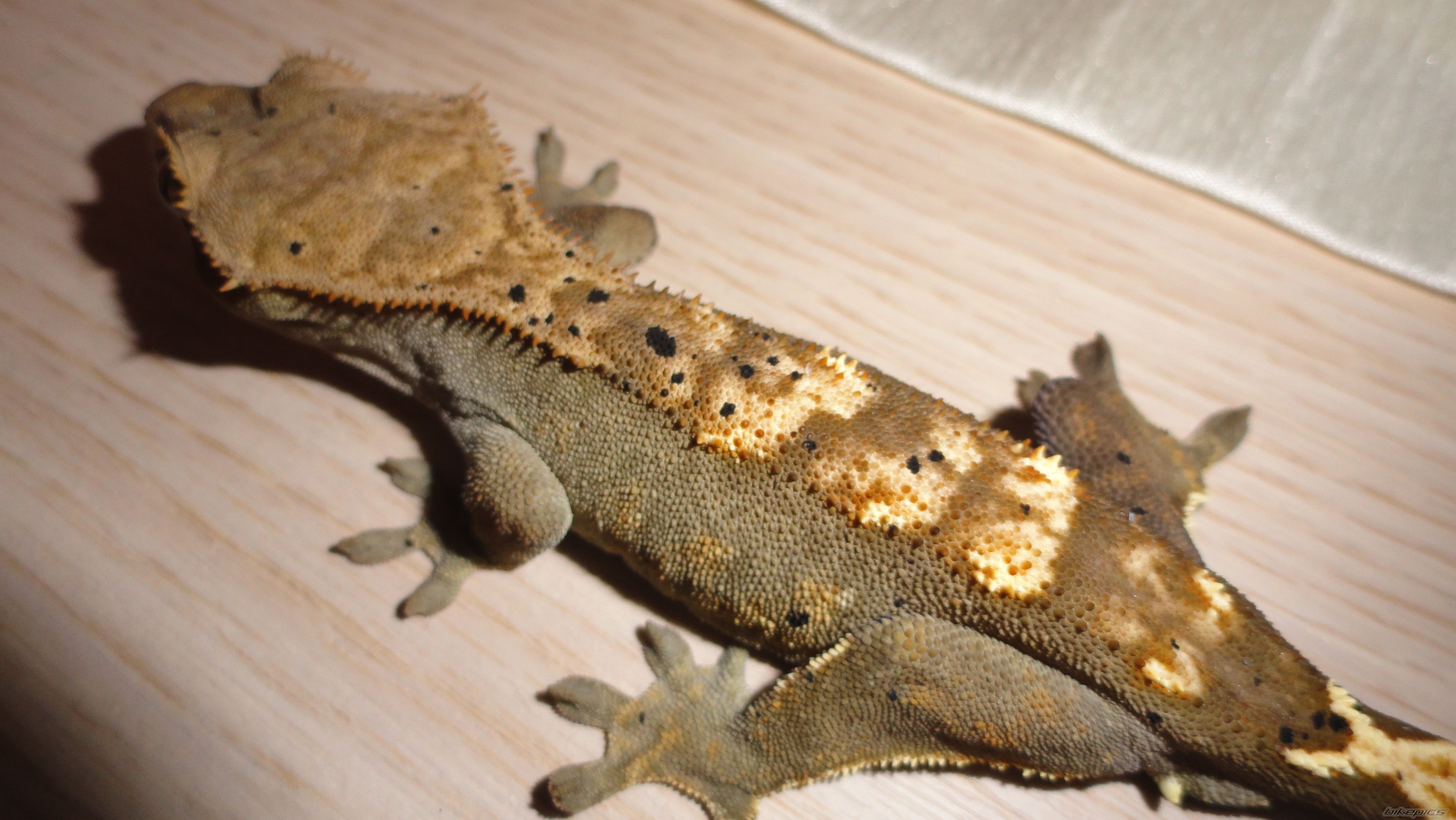 Photo 2249375