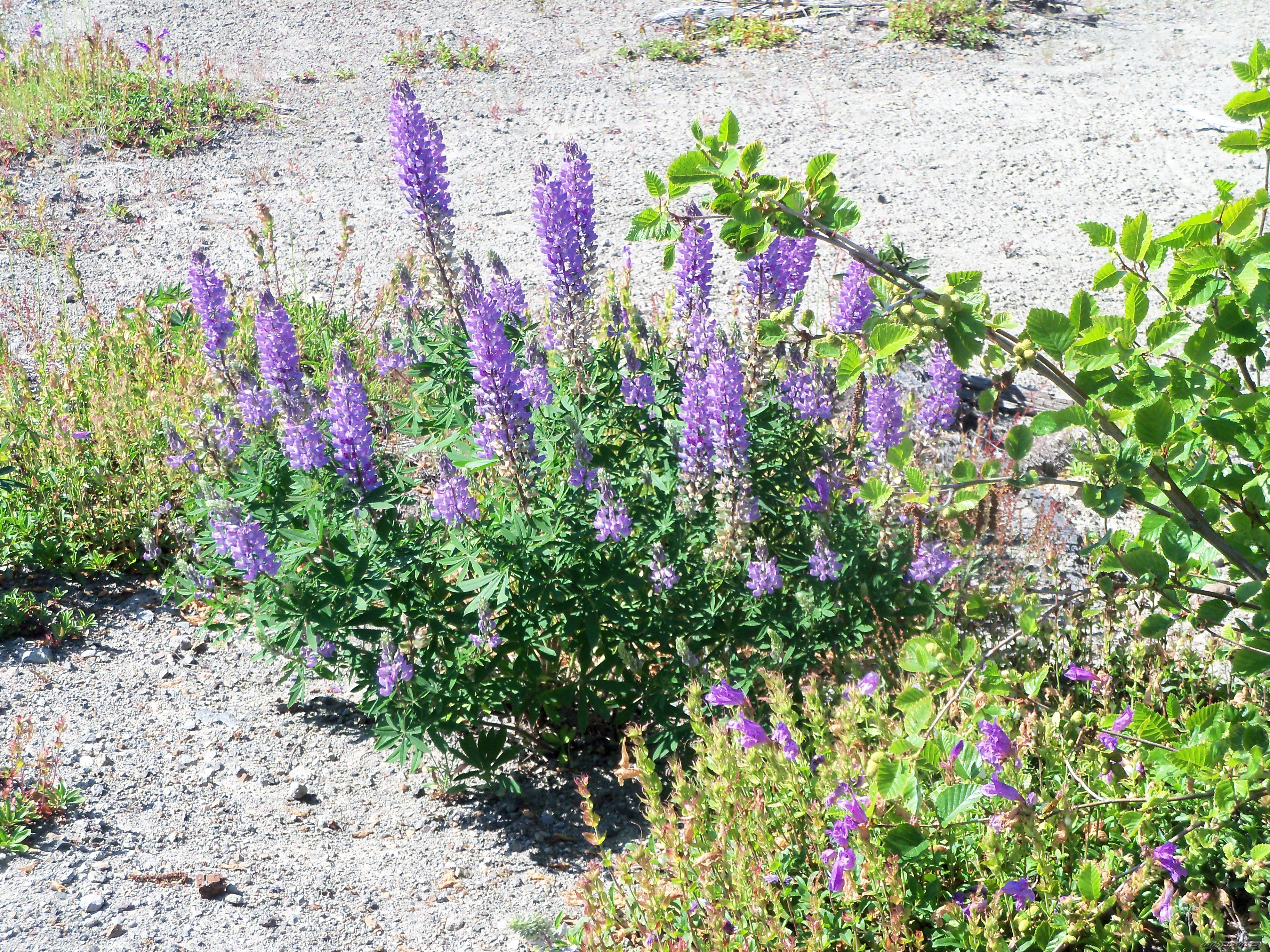 Photo 2251879