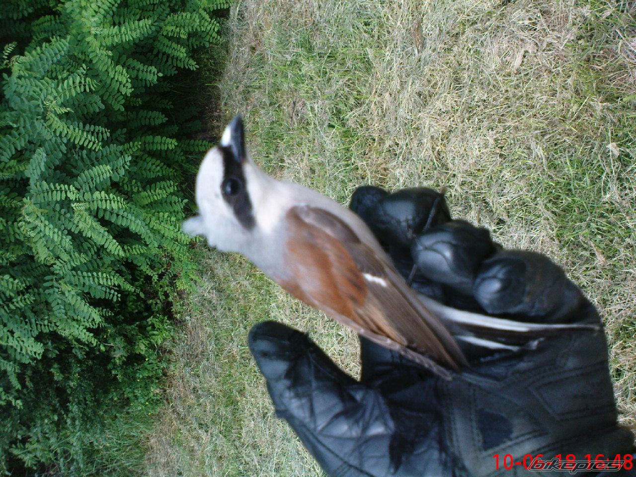 Photo 2295928