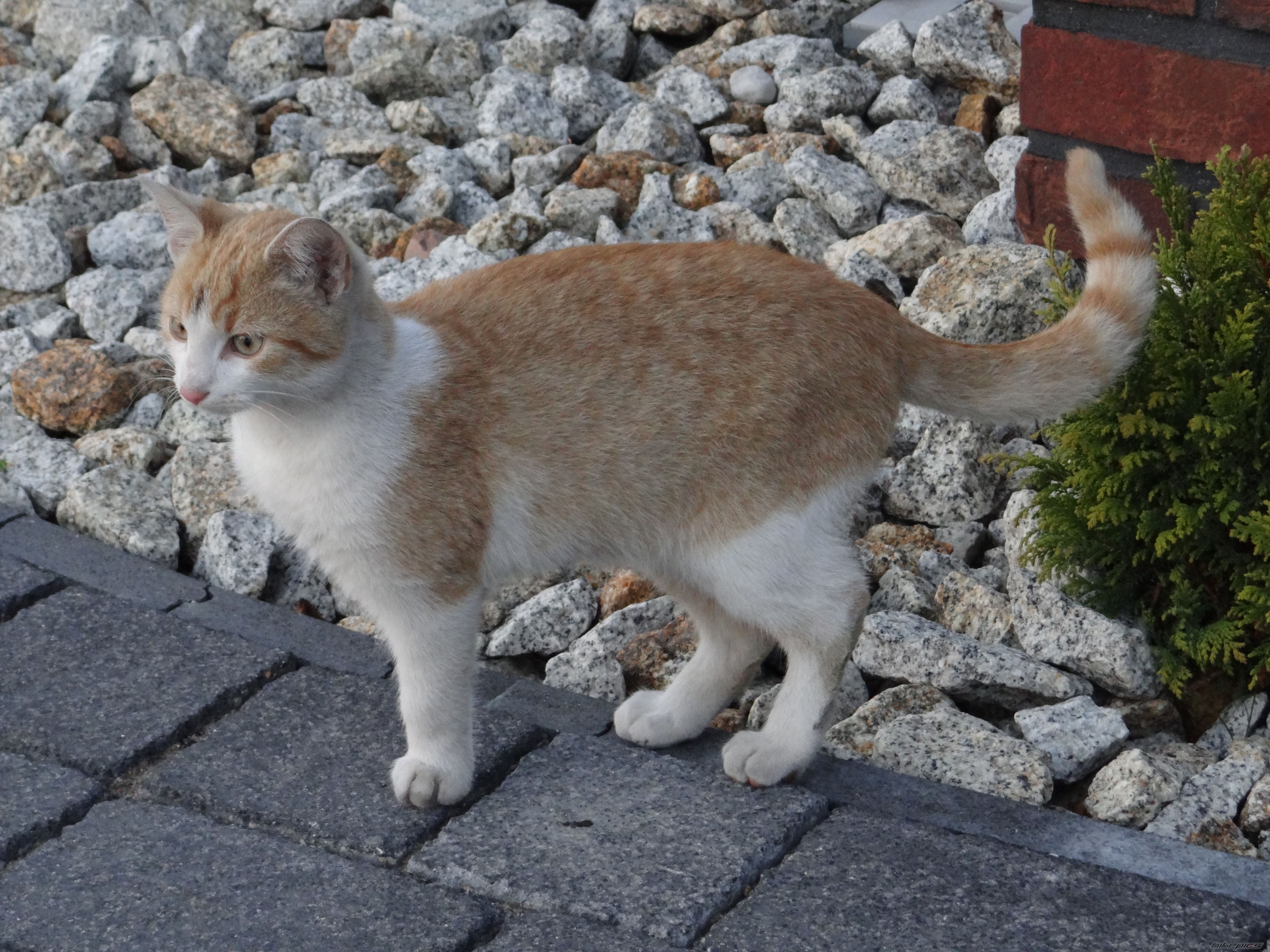Photo 2297084
