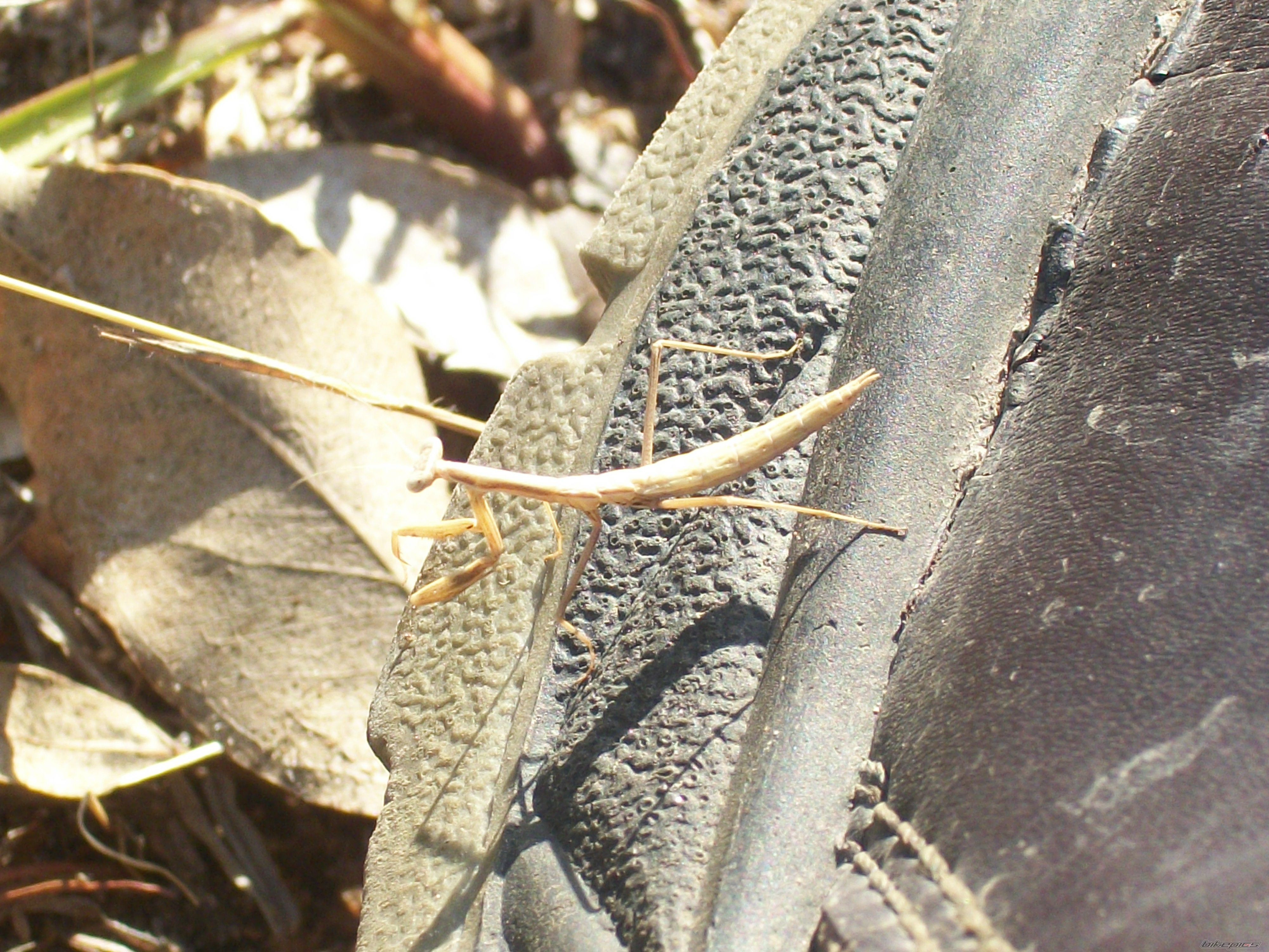 Photo 2318162