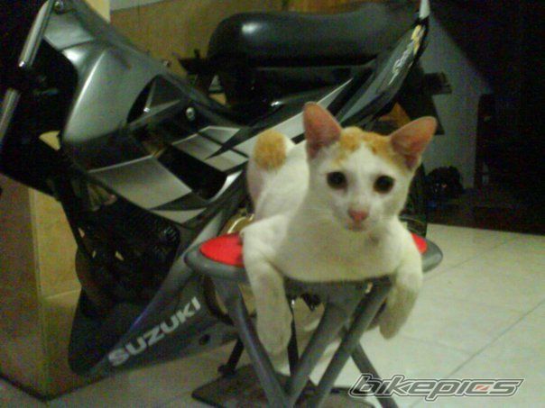 Photo 2329224