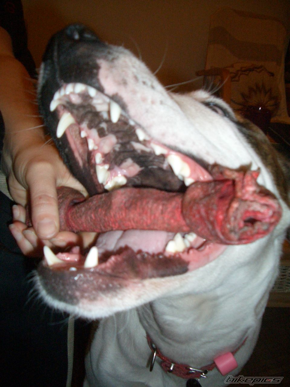 Photo 2360400