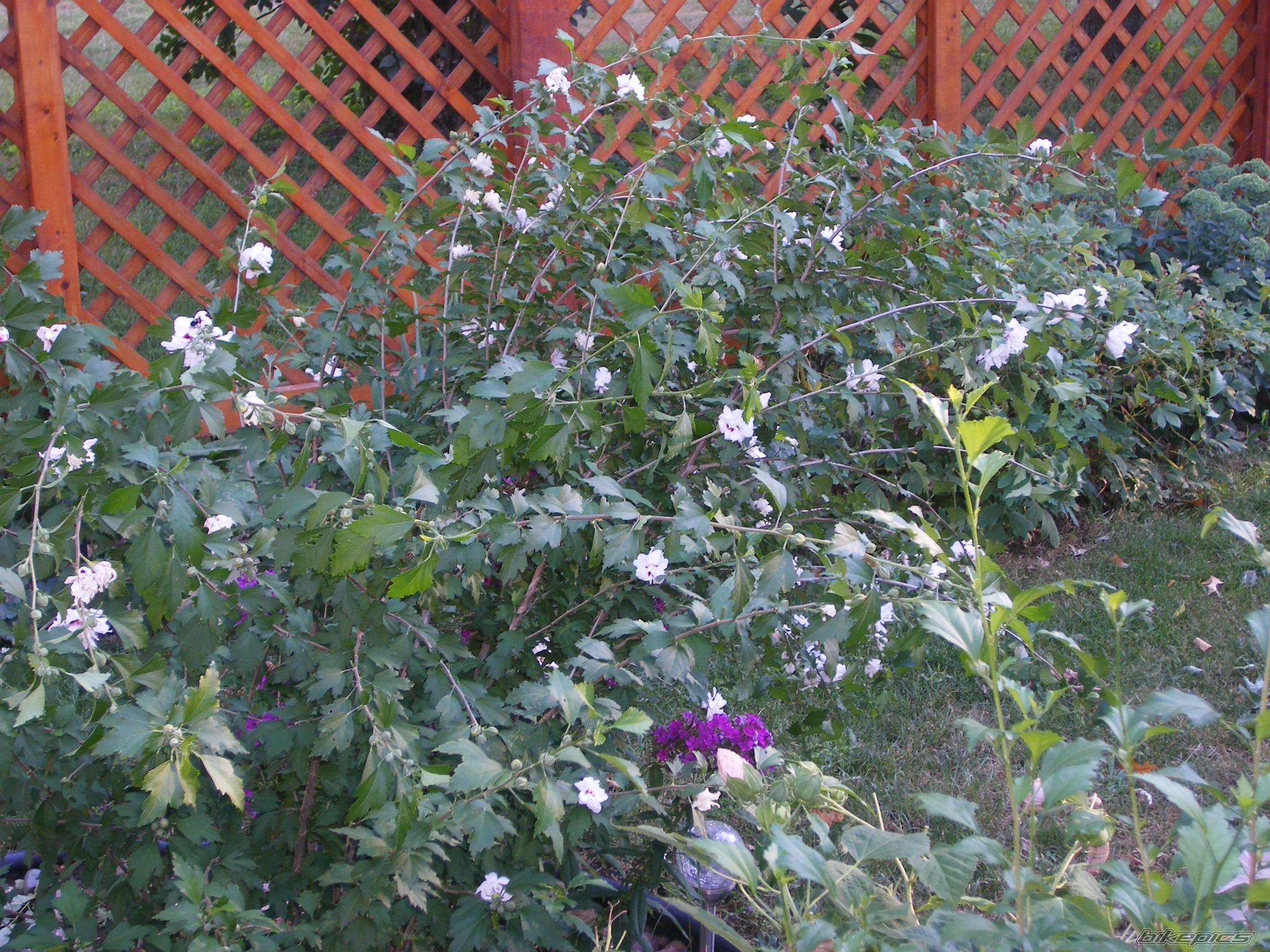 Photo 2374589