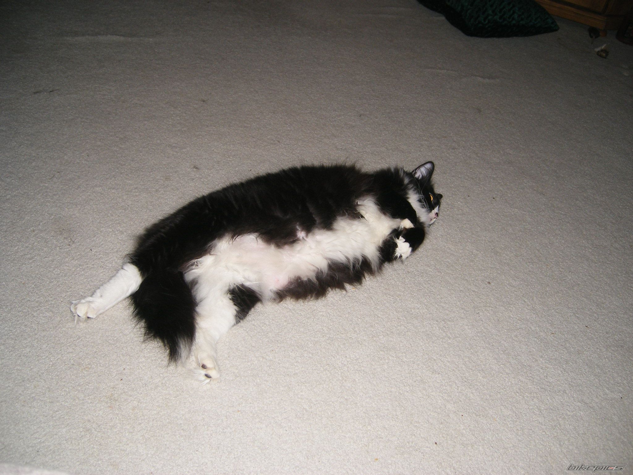 Photo 2374592