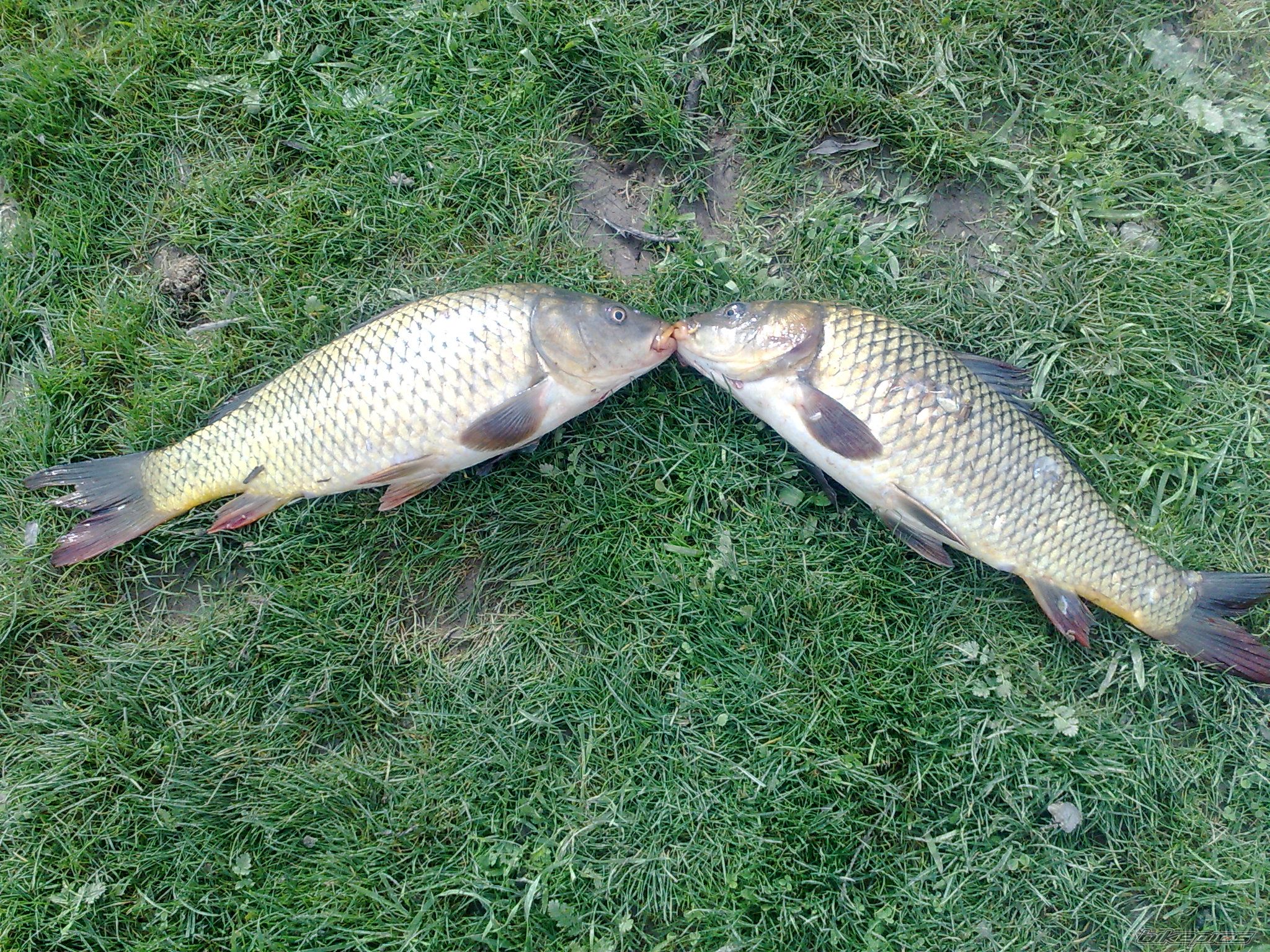 Photo 2403812