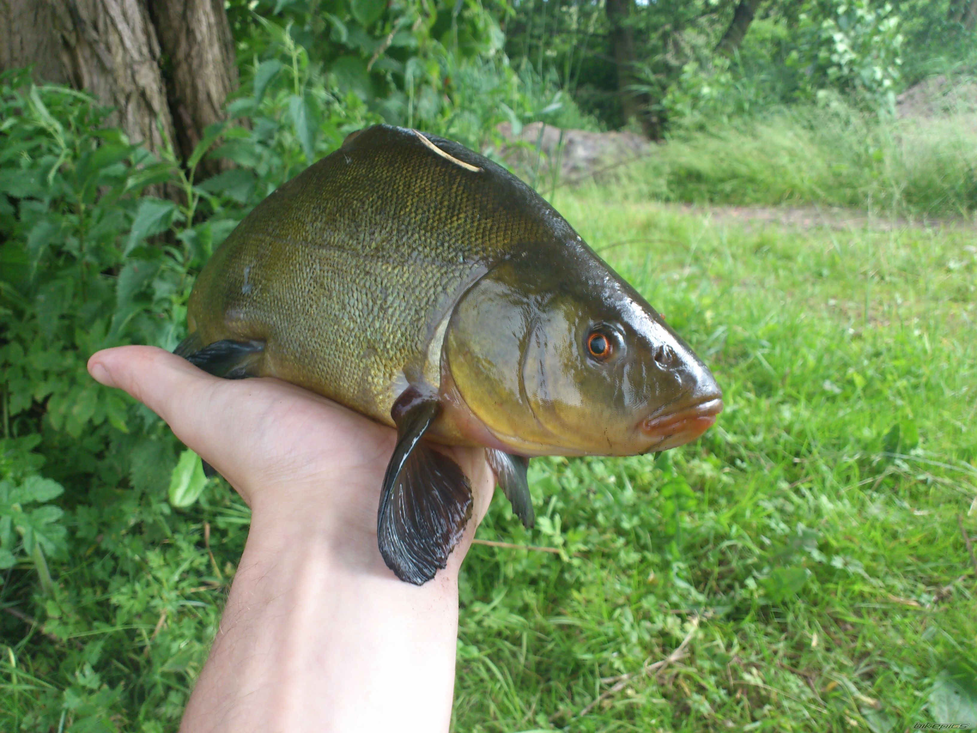 Photo 2416335