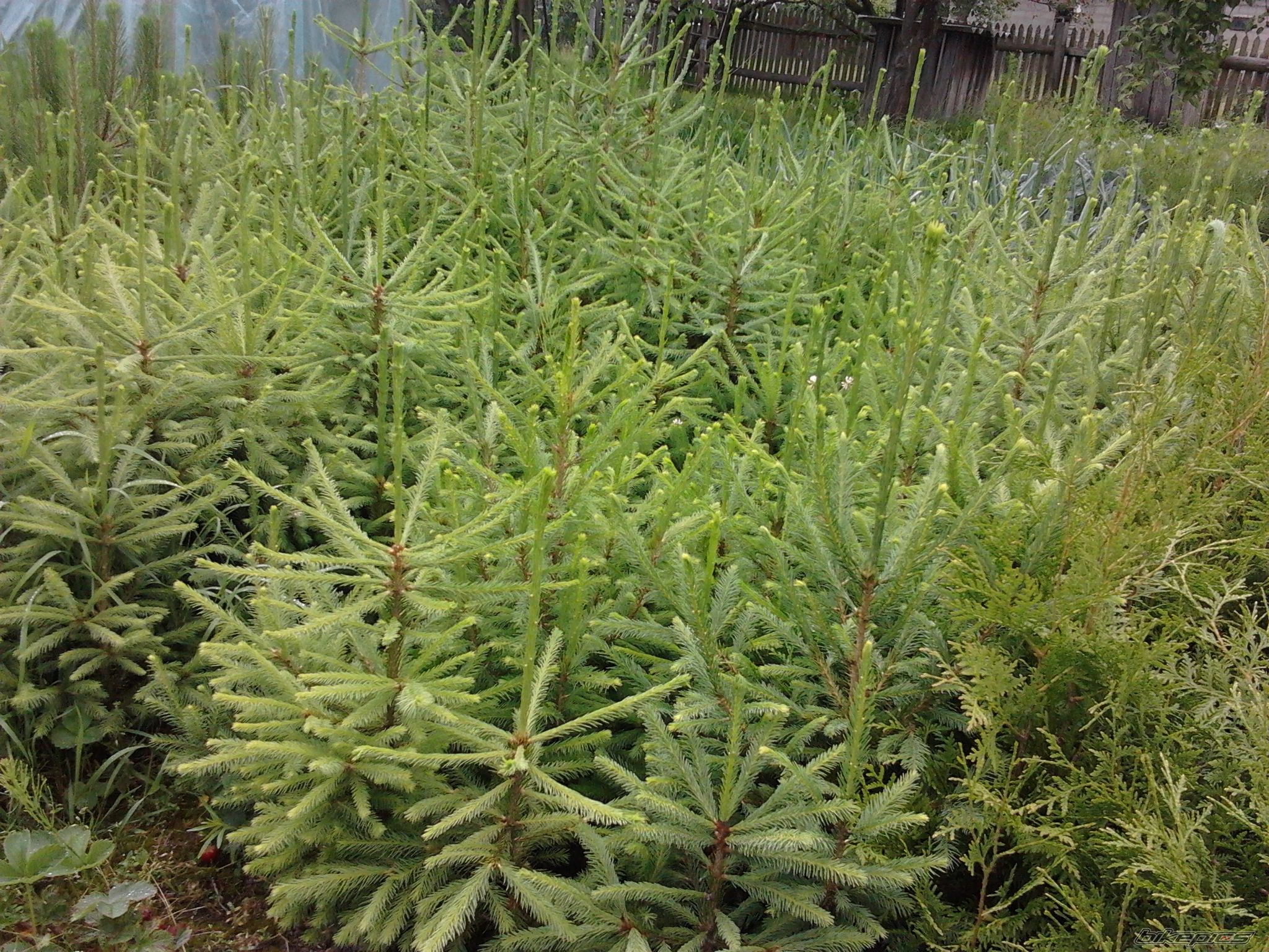 Photo 2420876