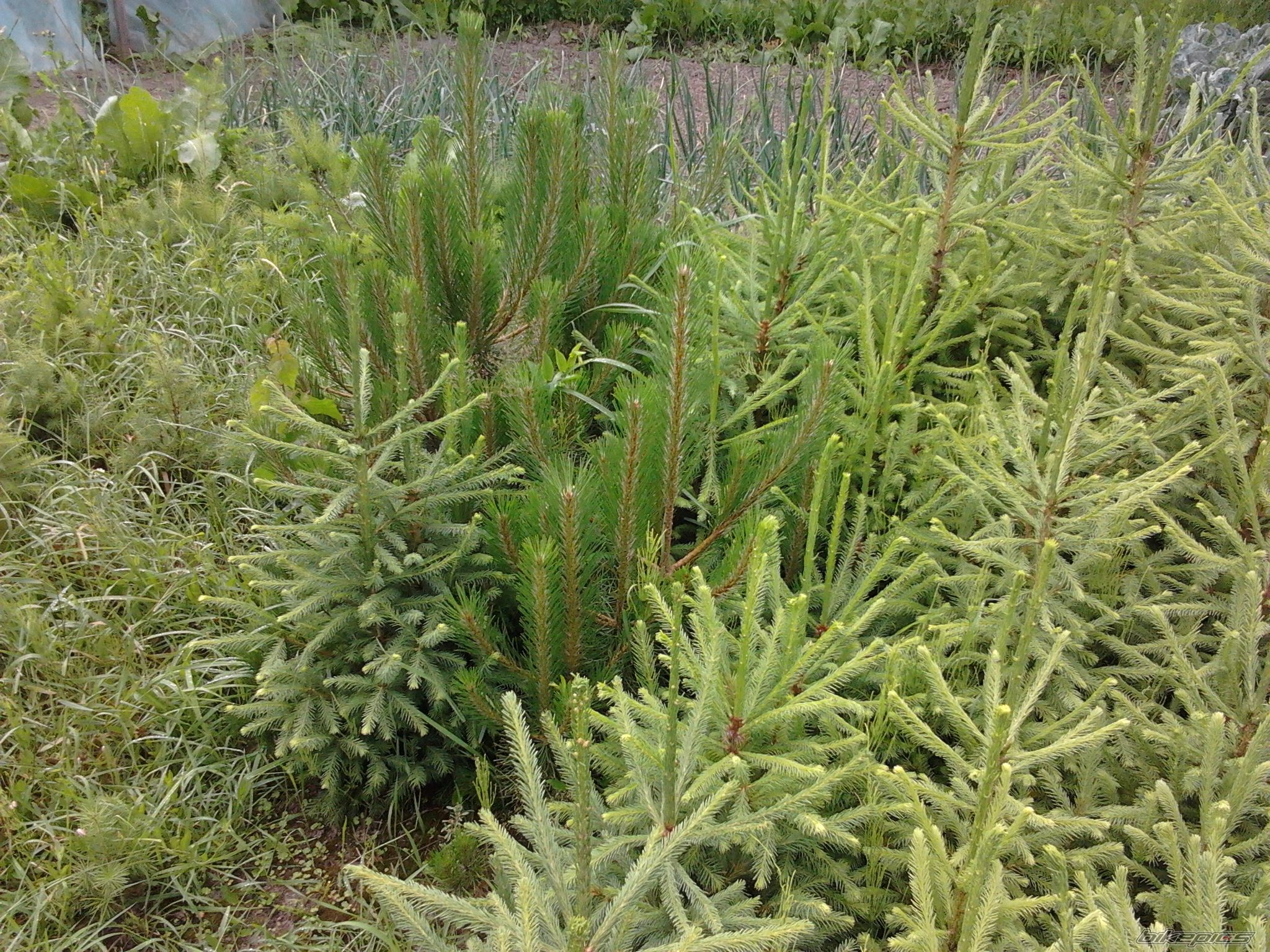 Photo 2420880