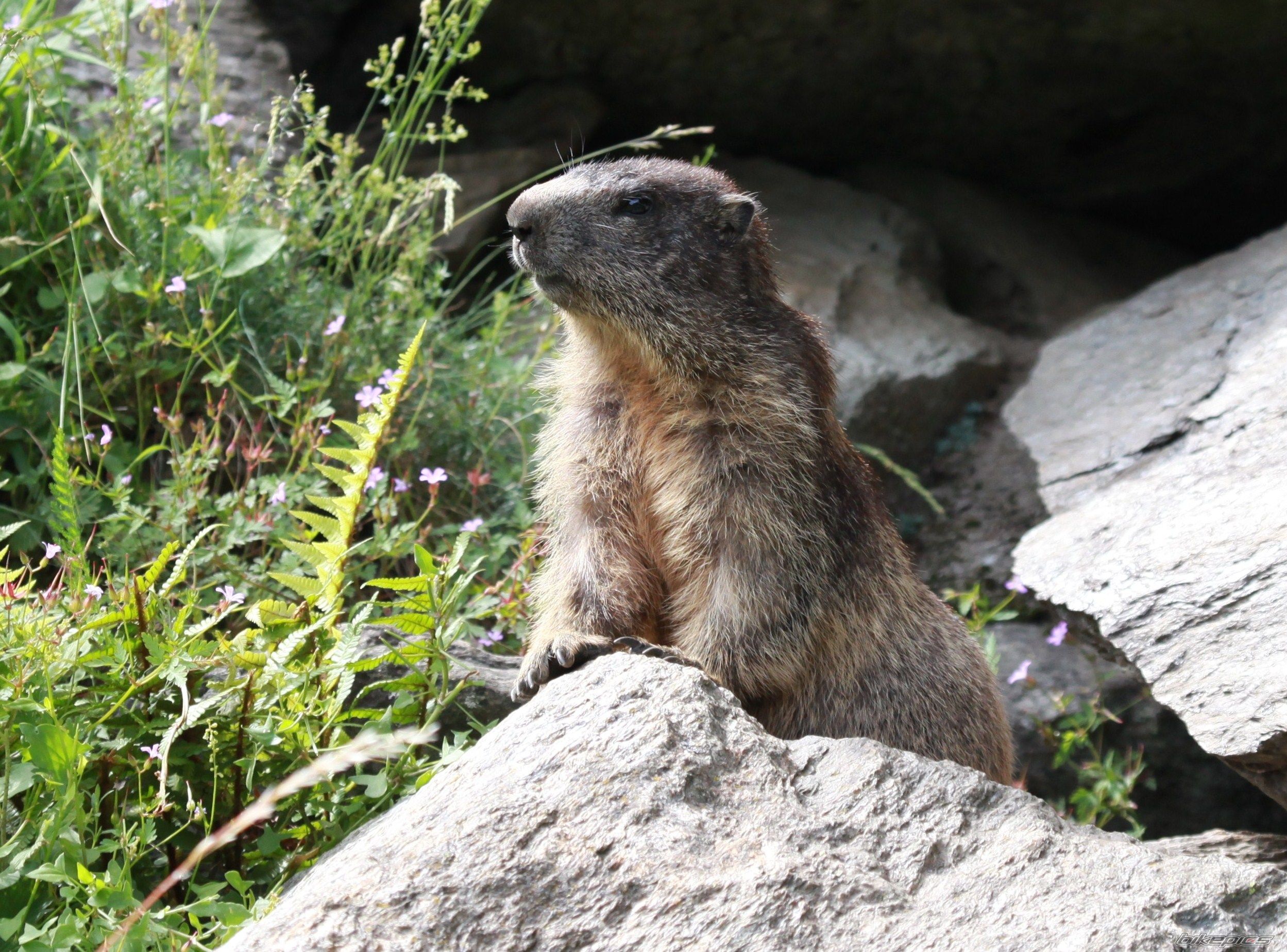 Photo 2423275