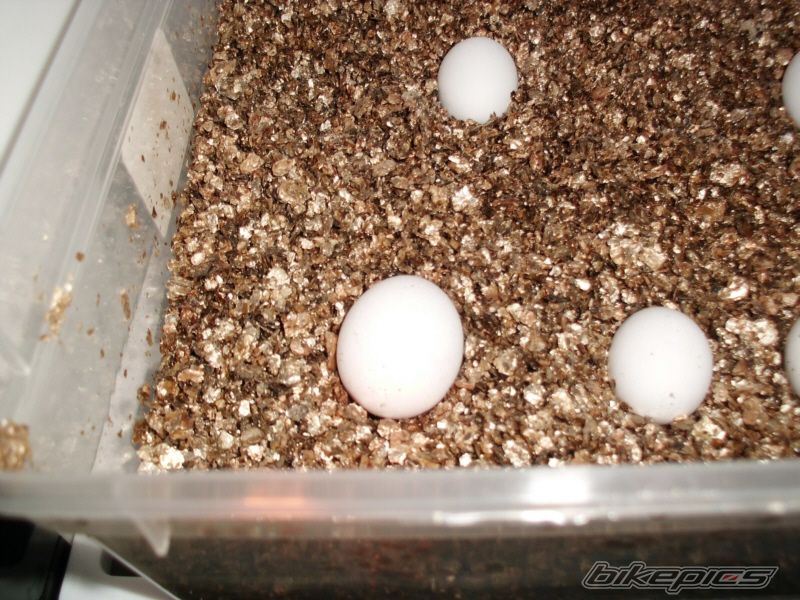 Photo 2425927