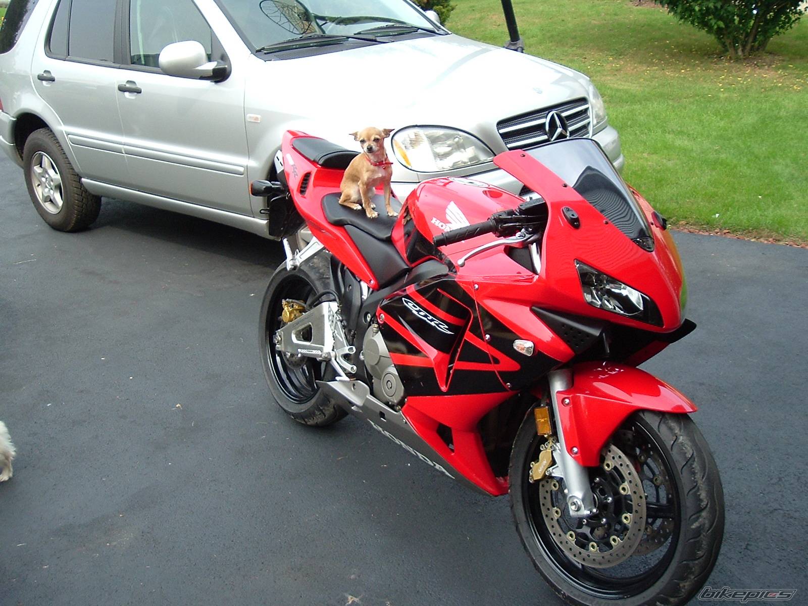 Photo 242628