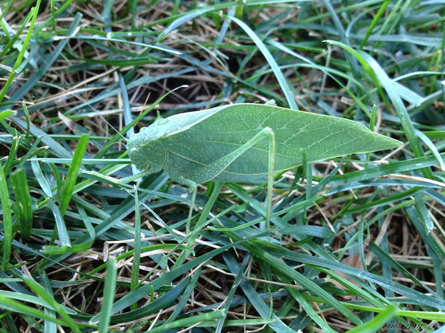 Photo 2431949