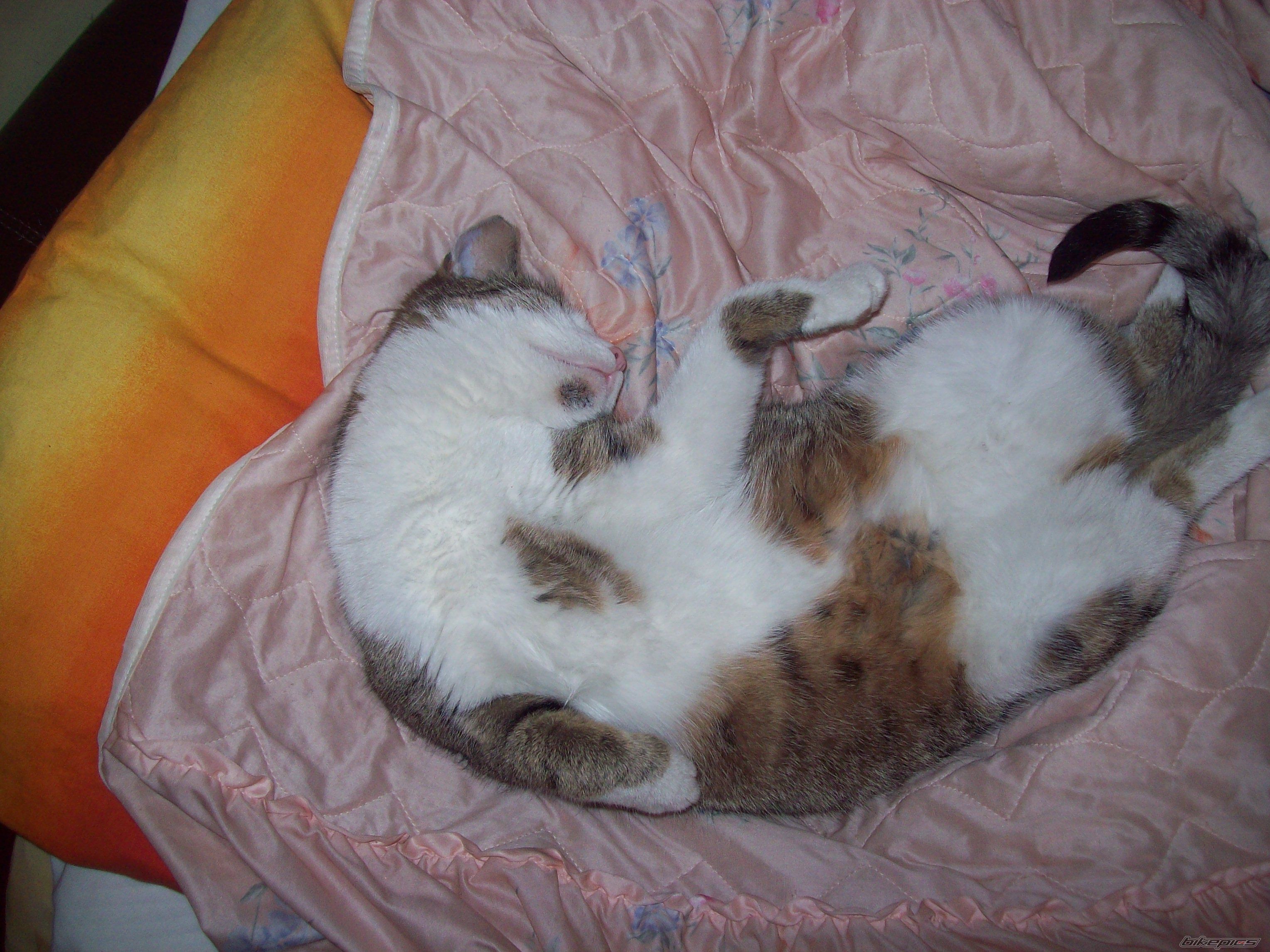 Photo 2432271