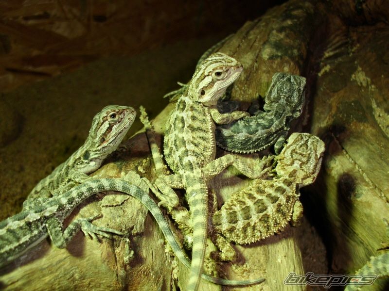 Photo 2444548