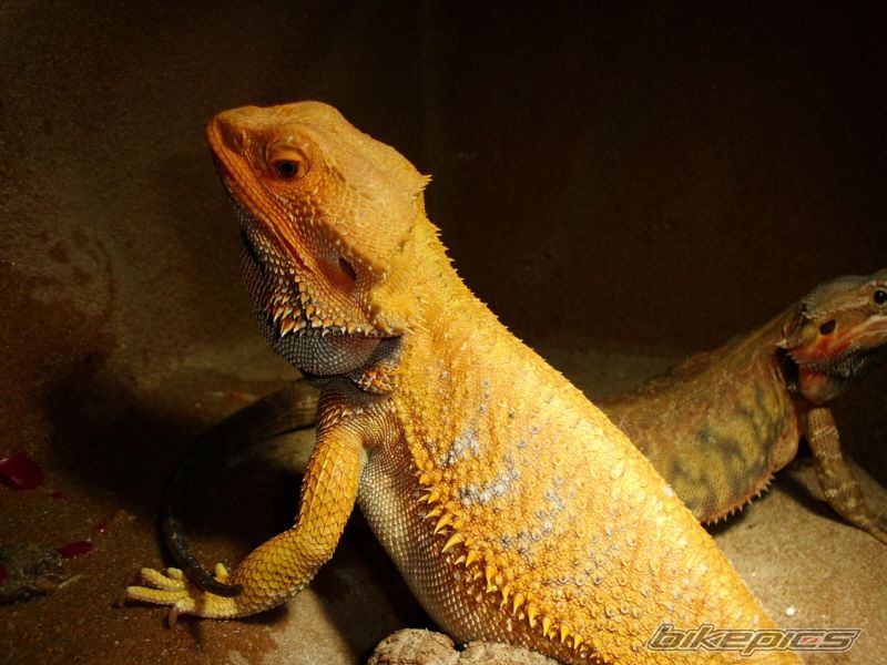 Photo 2444549