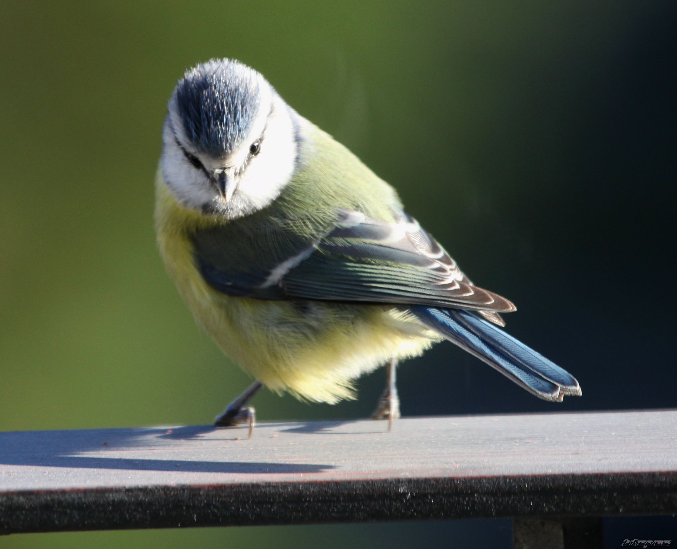 Photo 2487117