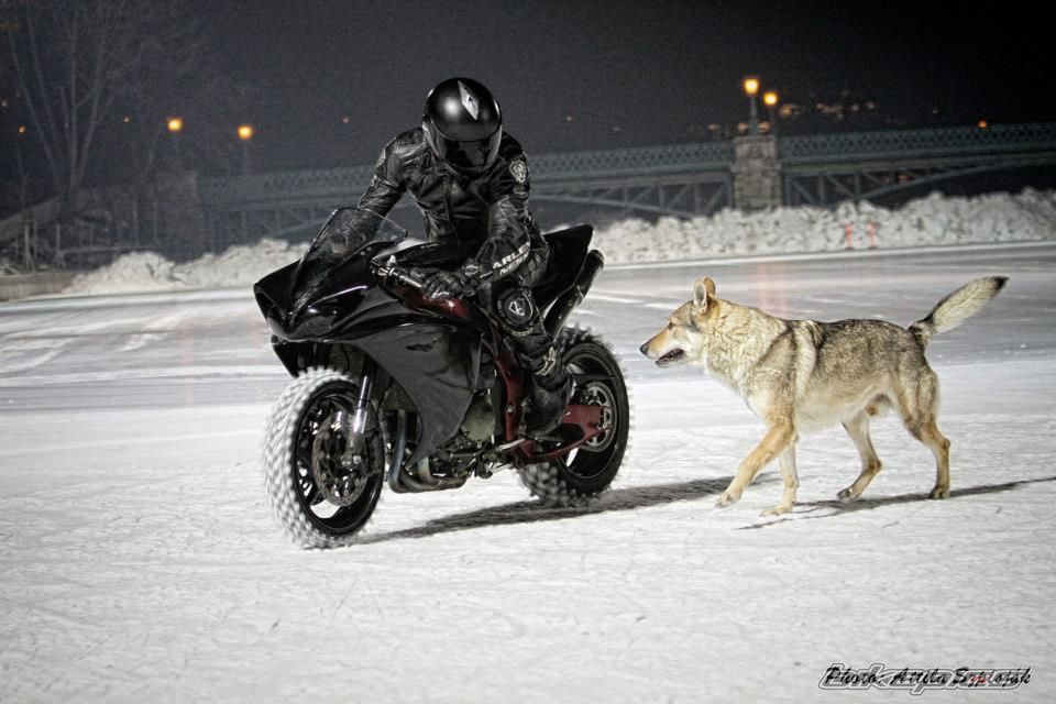 Photo 2509094