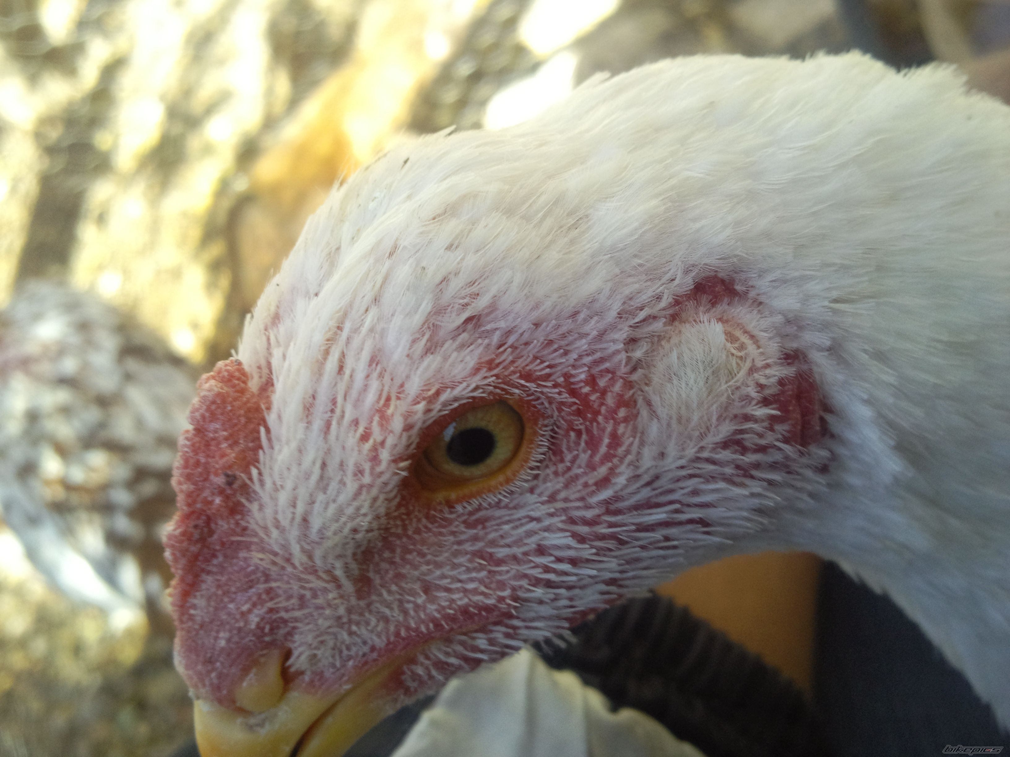 Photo 2515244