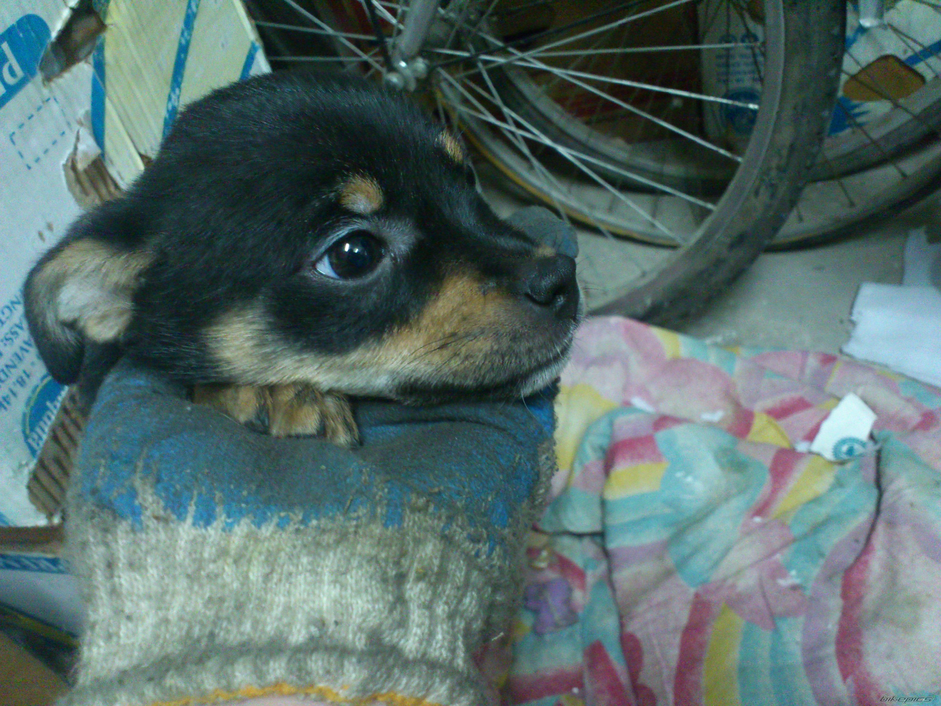 Photo 2521351