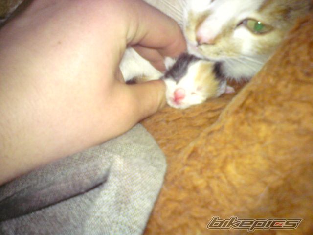 Photo 2537678