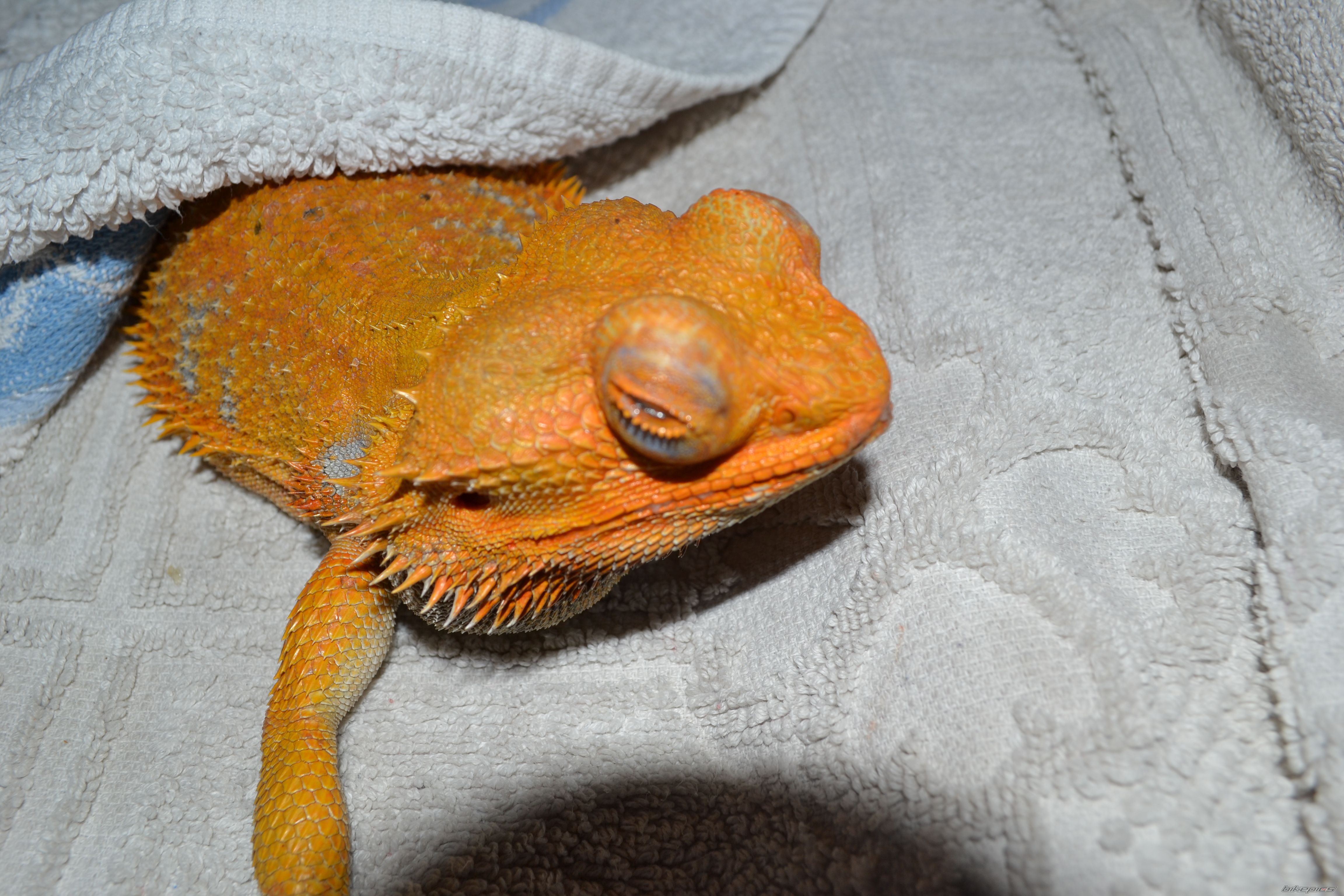 Photo 2580494