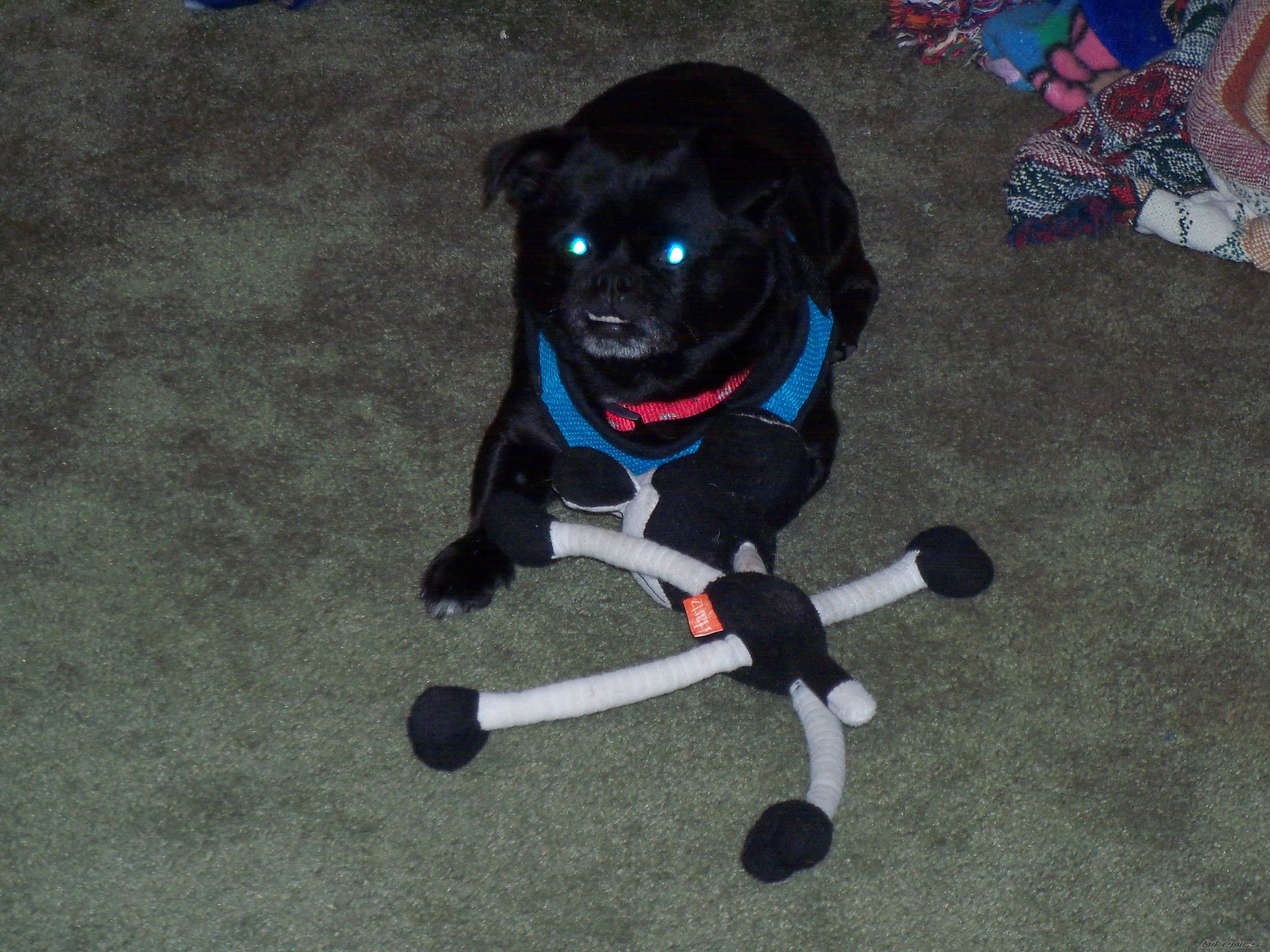 Photo 2586384
