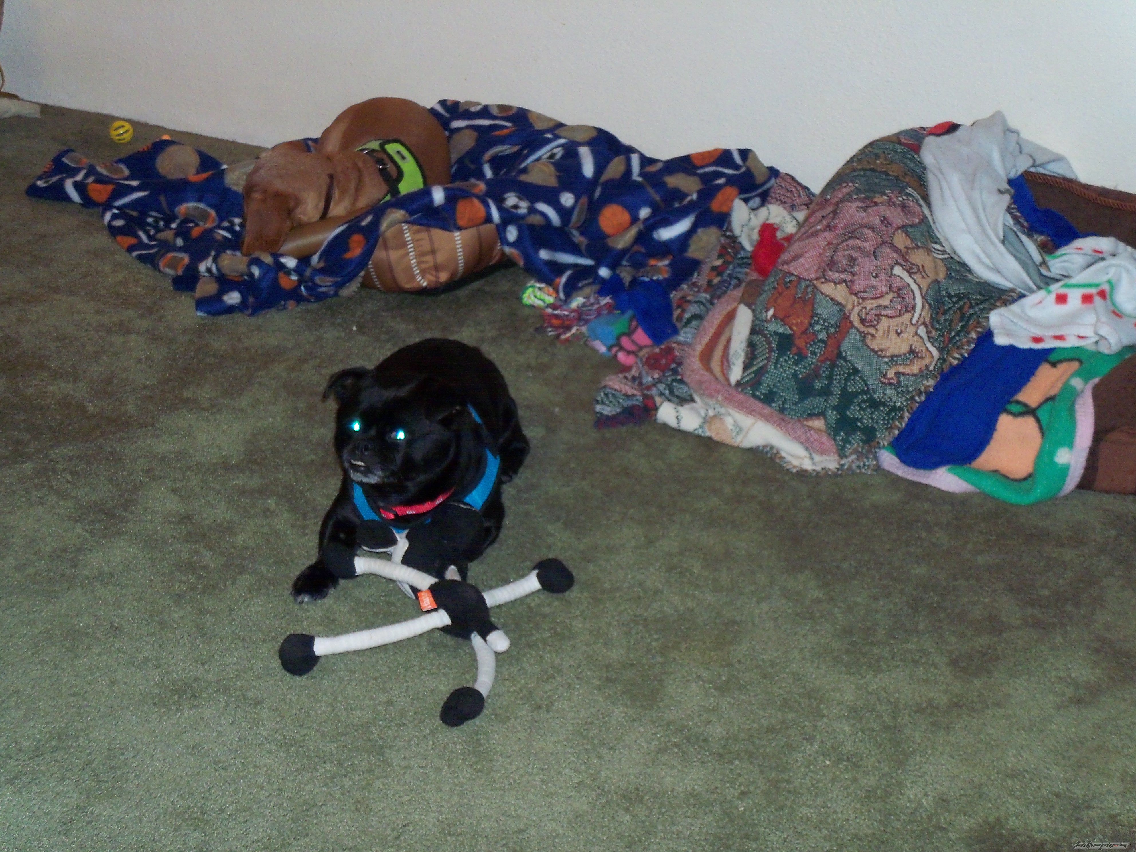 Photo 2586385