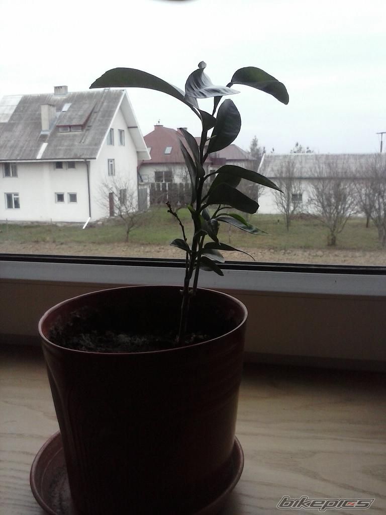 Photo 2612193