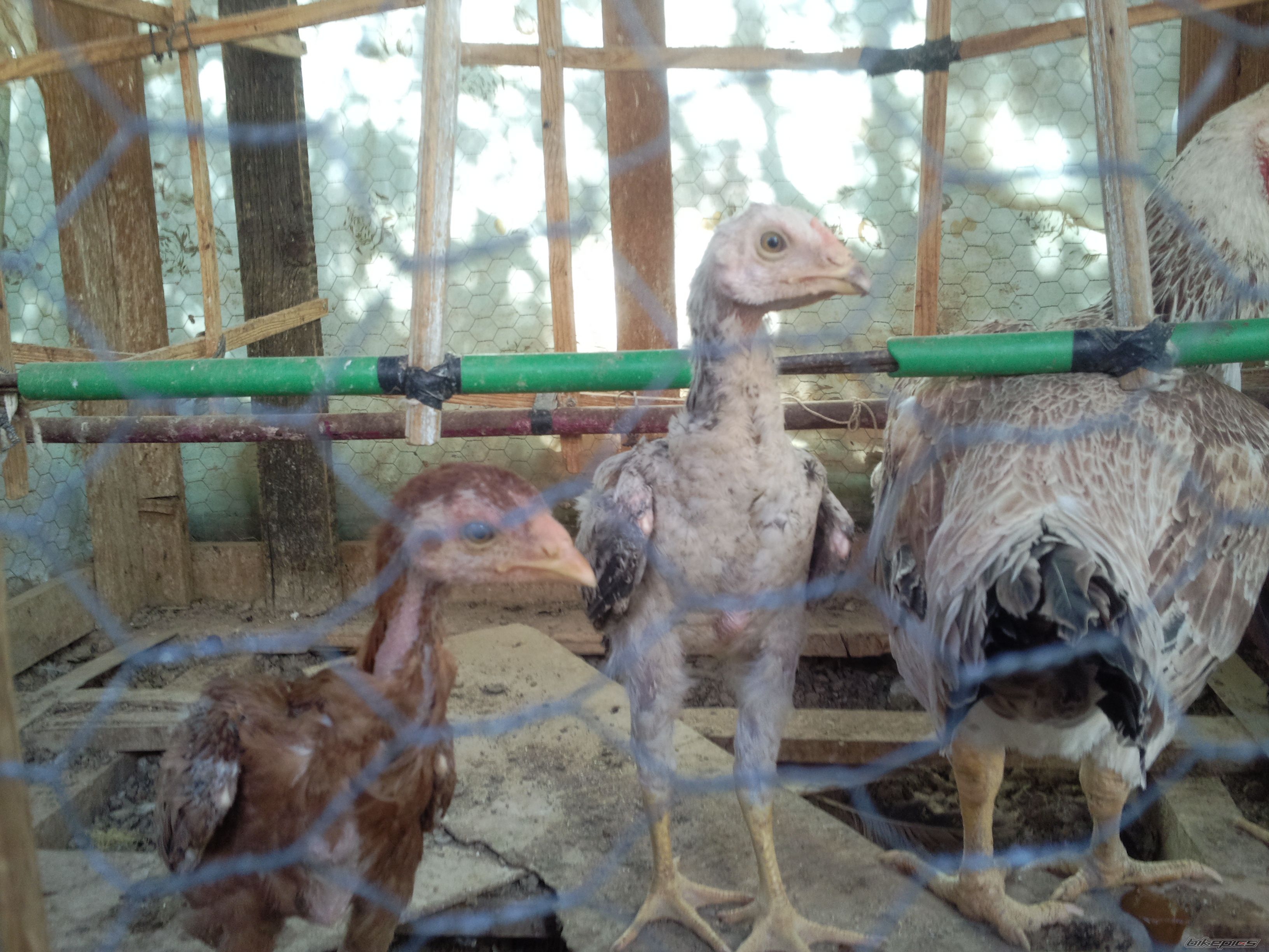 Photo 2631527