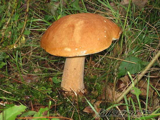 Photo 2631941