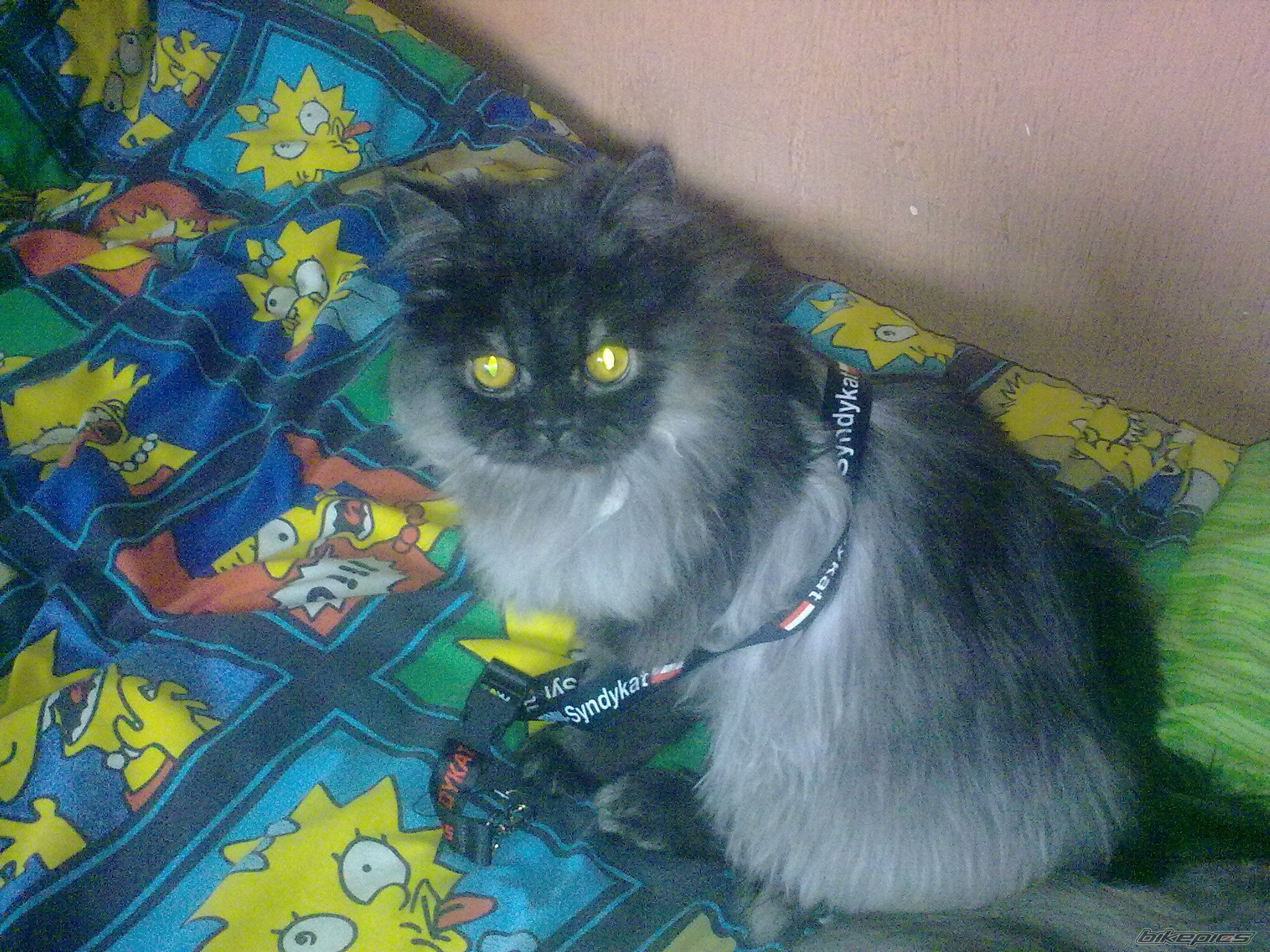 Photo 2641548