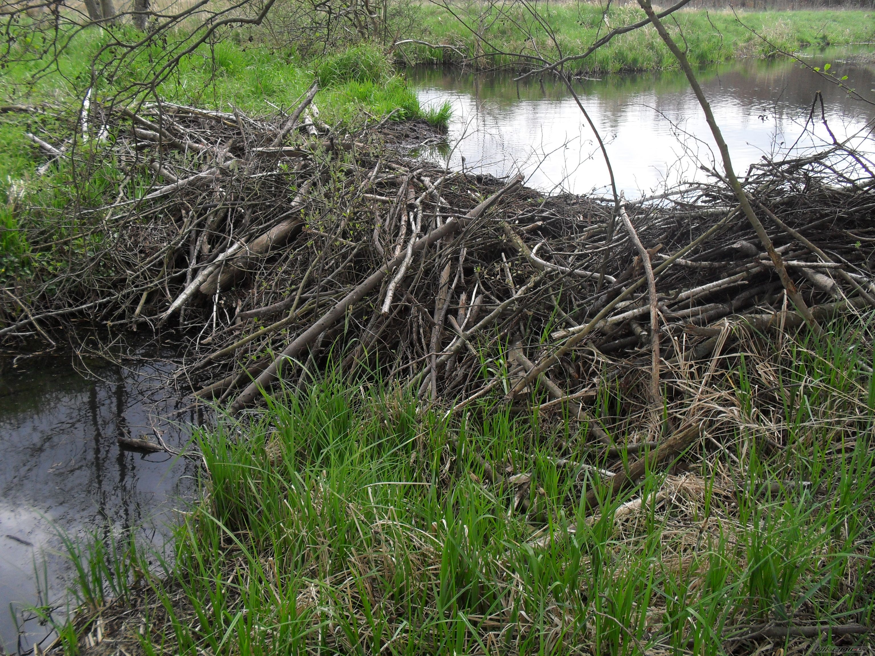 Photo 2663715