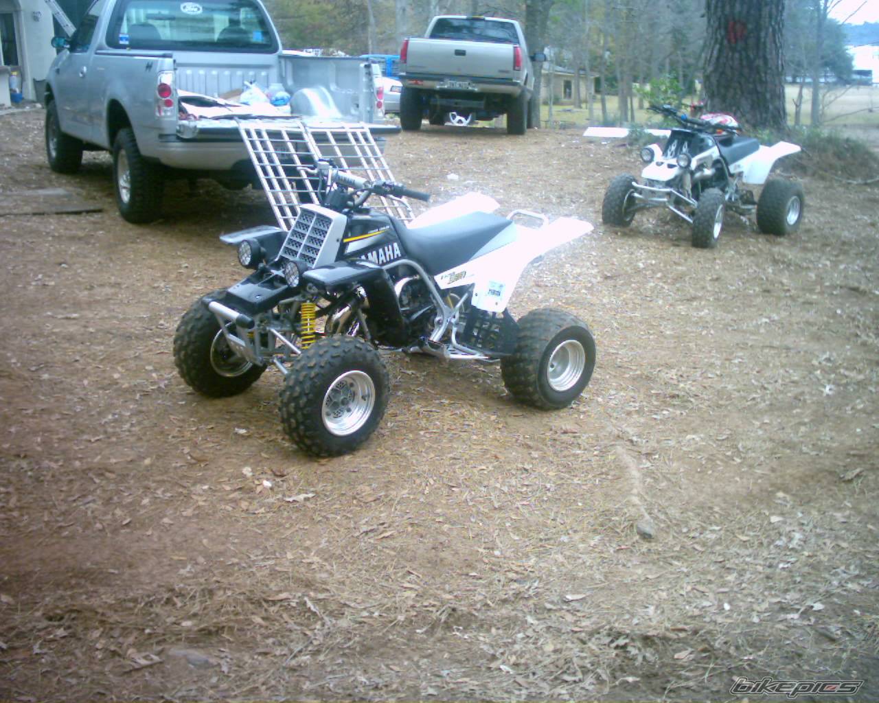 Photo 266680