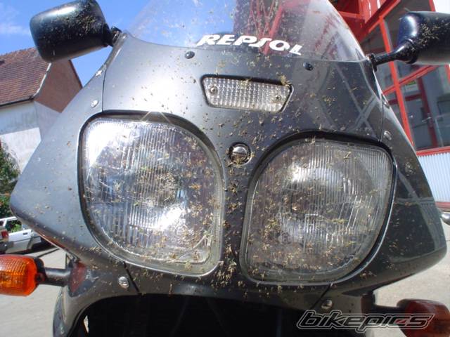 Photo 269733