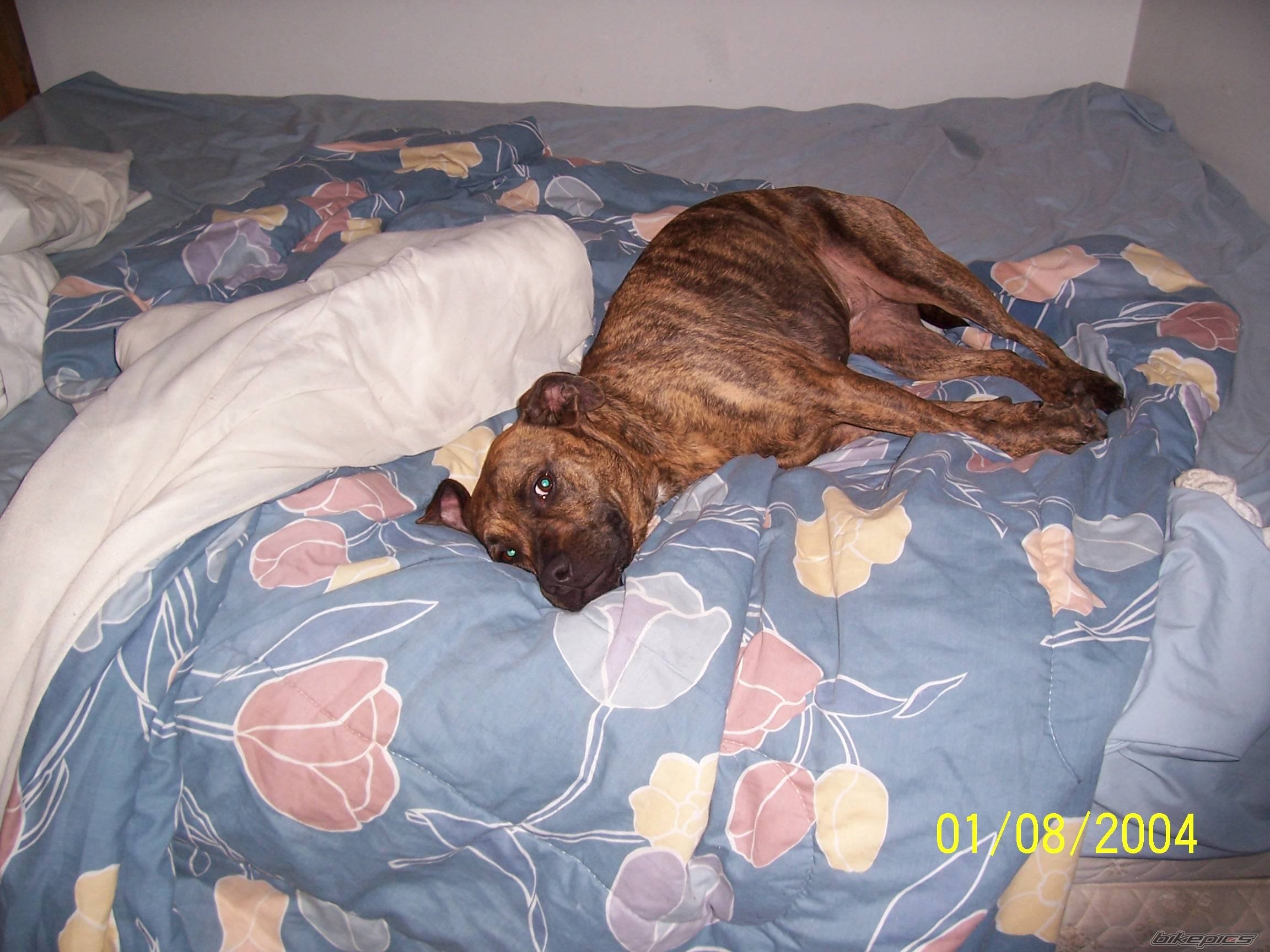 Photo 271671