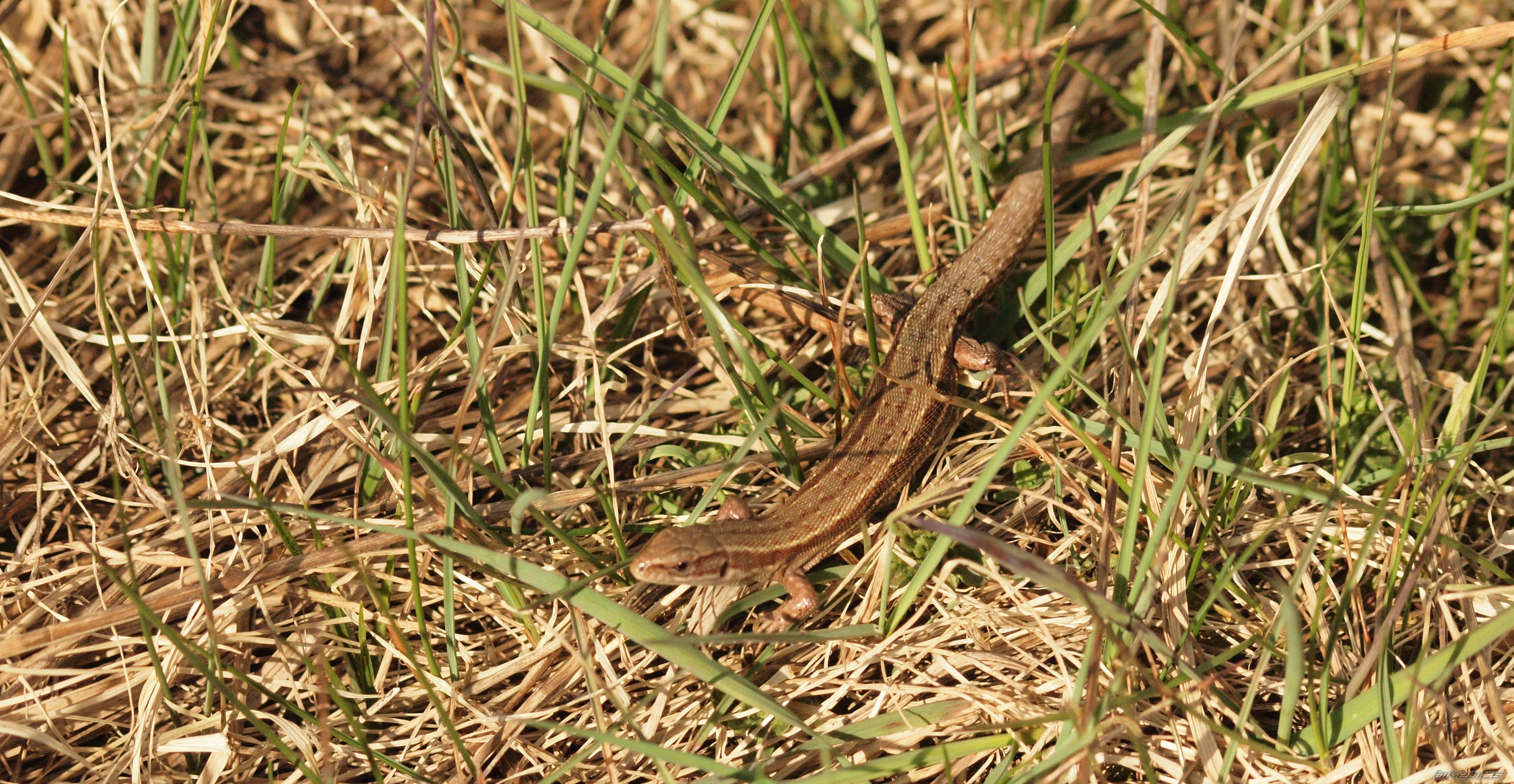 Photo 2747131