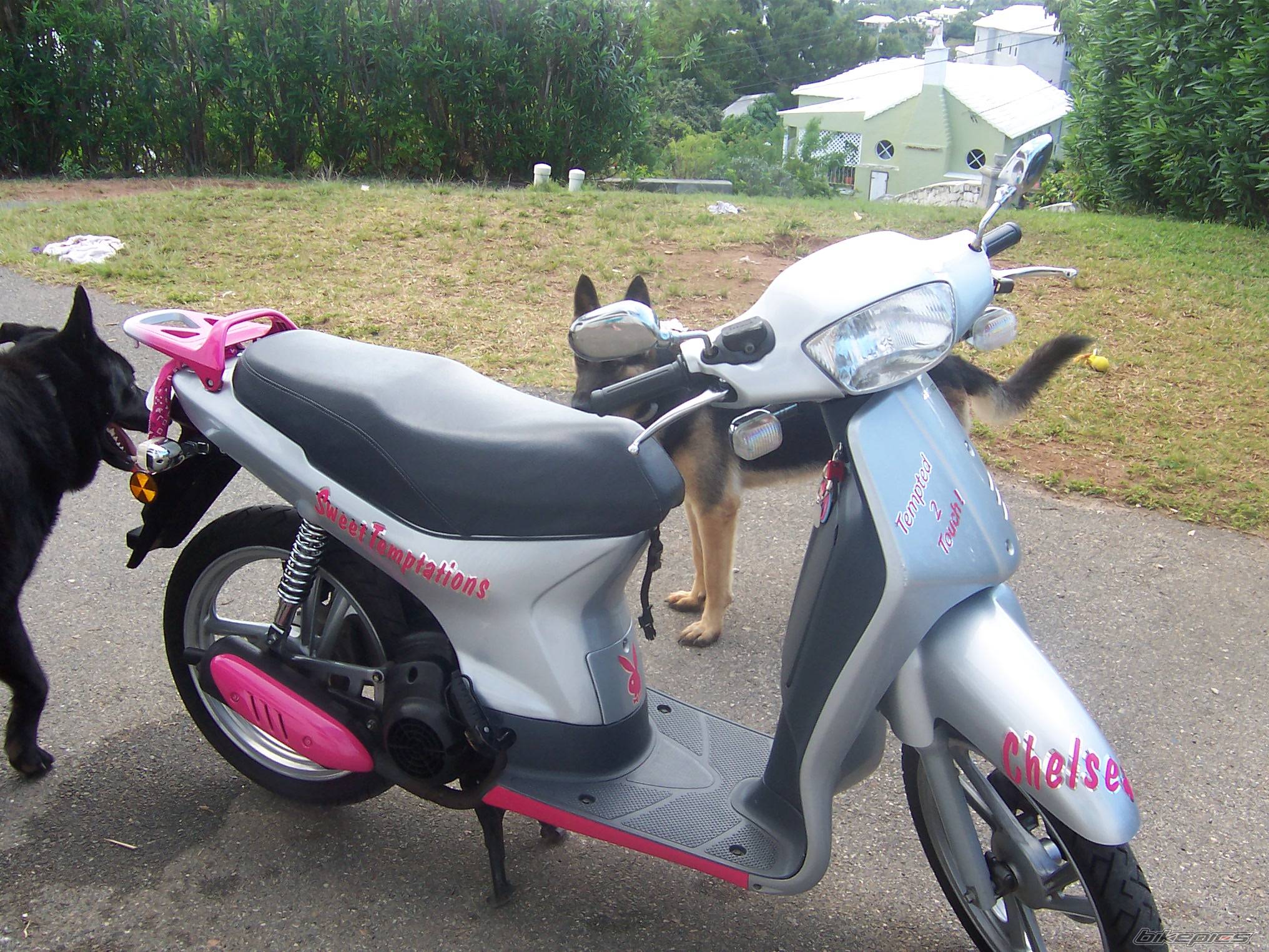 Photo 275262