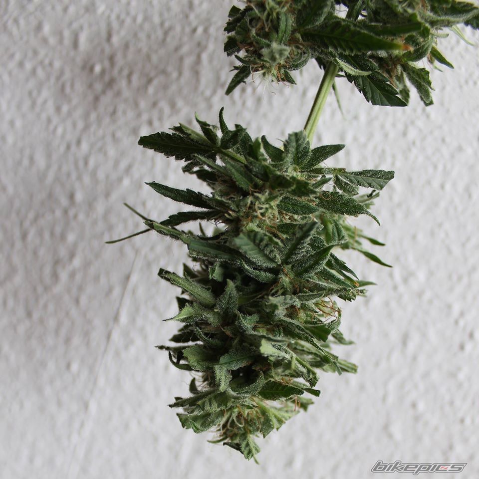 Photo 2753311