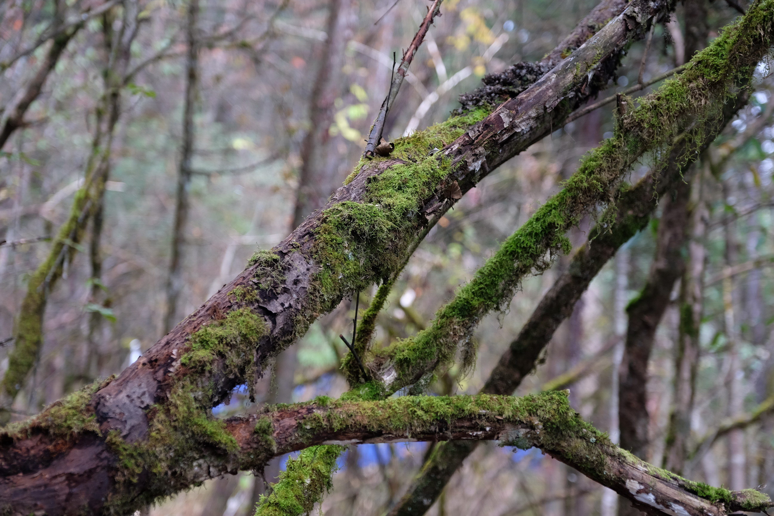 Photo 2764140