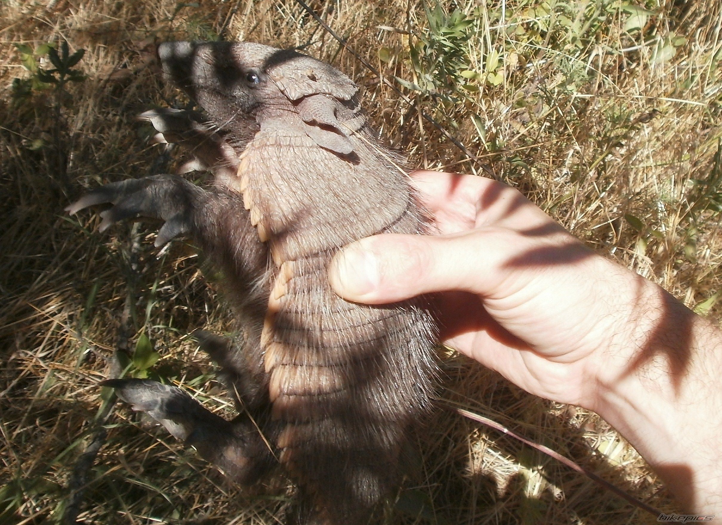 Photo 2783691