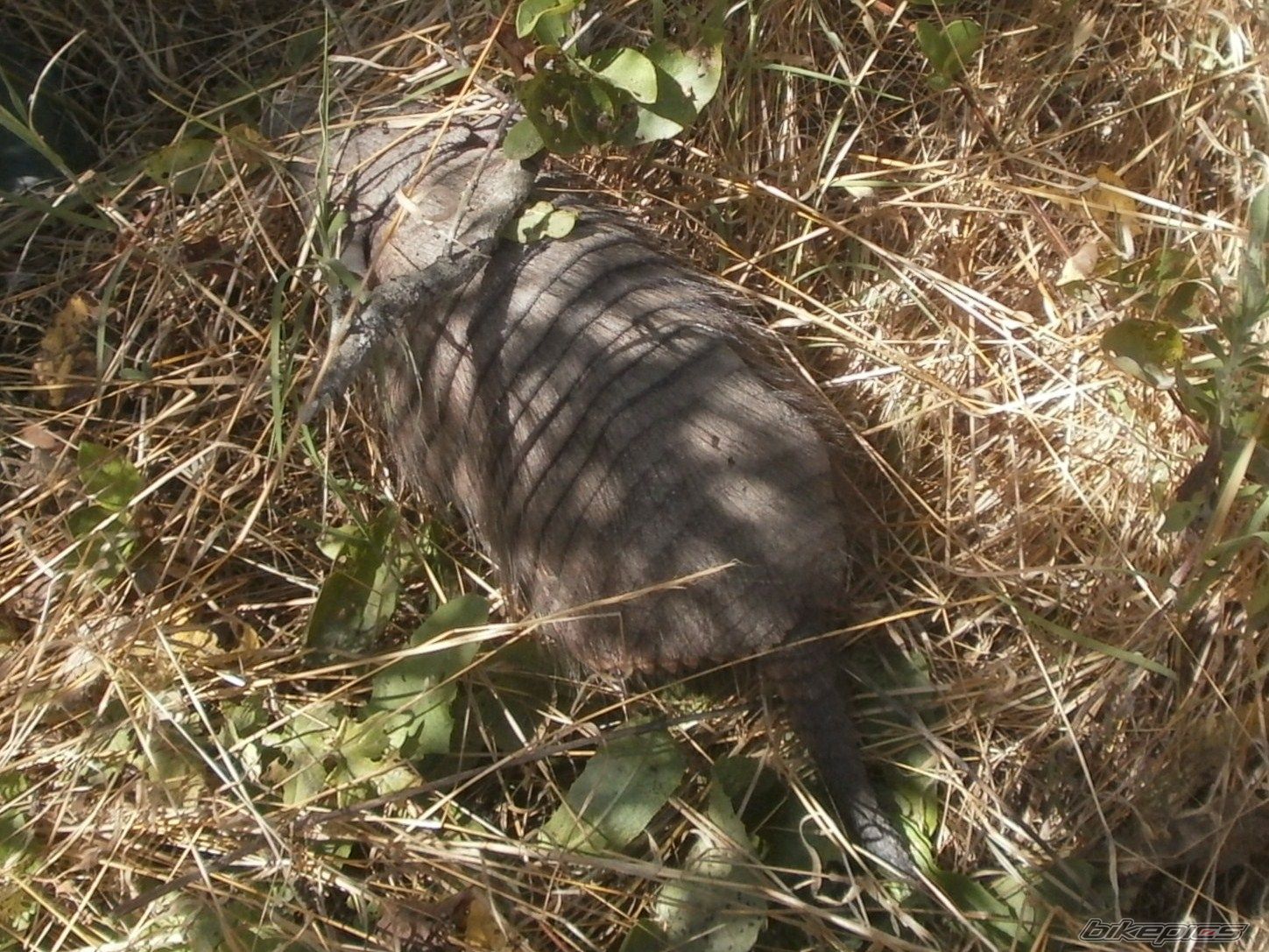 Photo 2783692